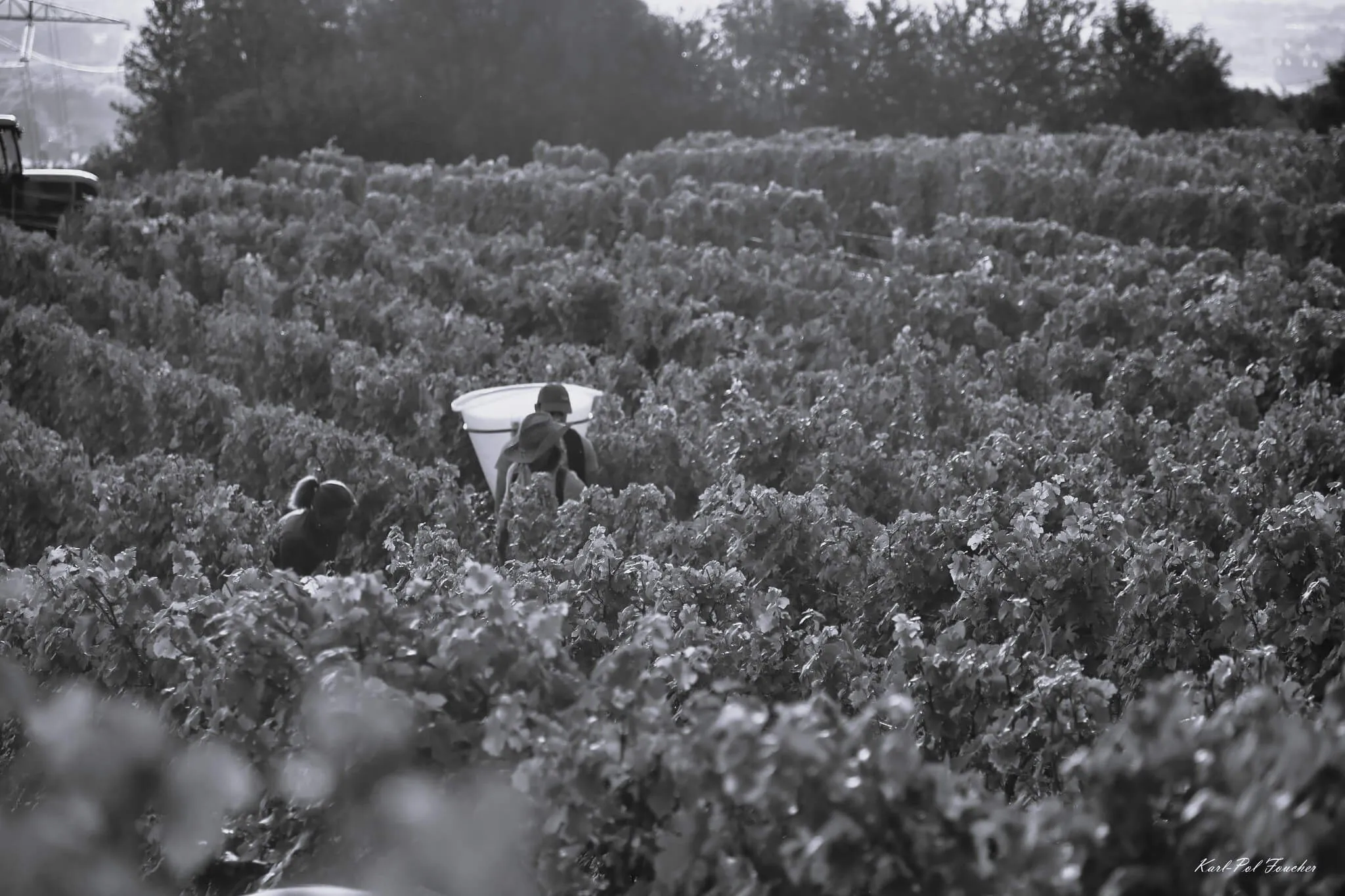 Vignoble Domaine des Crocs Blancs